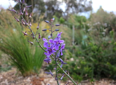 The Chocolate Lily Bed & Breakfast - Accommodation Nelson Bay 3