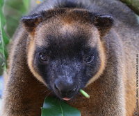 Book Ravenshoe Accommodation Vacations Accommodation Nelson Bay Accommodation Nelson Bay