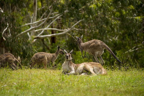 The Stirling Golf Club - Nelsons Bay Accommodation 1