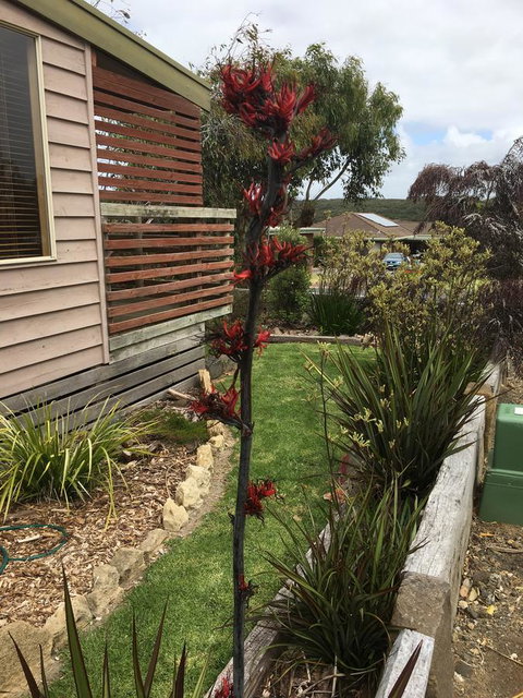 The PC Cottage - Accommodation Nelson Bay 31