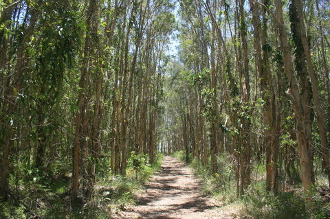 Lake Weyba Noosa Lodge & Kangaroos - Accommodation Nelson Bay 39