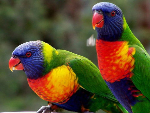 Lake Weyba Noosa Lodge & Kangaroos - Accommodation Nelson Bay 12