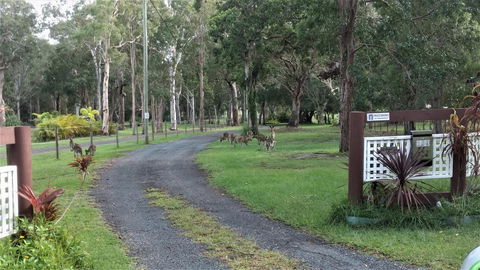 Lake Weyba Noosa Lodge & Kangaroos - Accommodation Nelson Bay 42