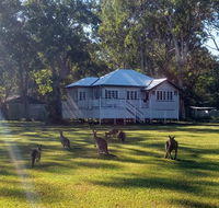 Lake Weyba Noosa Lodge  Kangaroos - Accommodation Nelson Bay