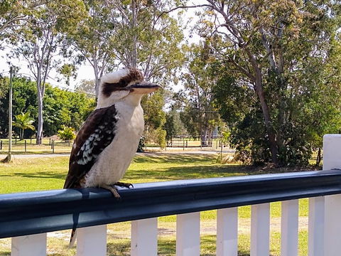 Lake Weyba Noosa Lodge & Kangaroos - Accommodation Nelson Bay 18