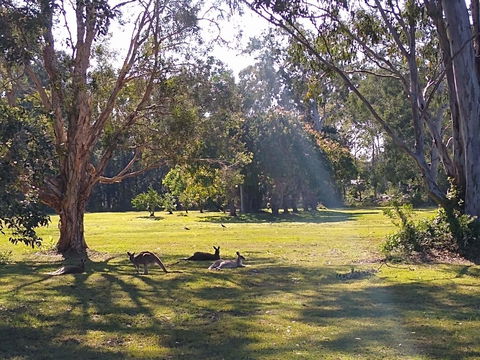 Lake Weyba Noosa Lodge & Kangaroos - Accommodation Nelson Bay 4