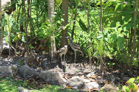 Amaroo On Mandalay, Magnetic Island - Accommodation Nelson Bay 40