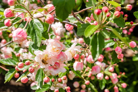 Apple Blossom Cottages - Accommodation Nelson Bay 3