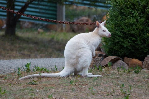 Adventure Bay Holiday Home - Accommodation Nelson Bay 14