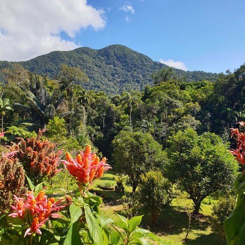 A Daintree Garden - Accommodation Nelson Bay 3