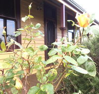 Albion Cottage - Accommodation Nelson Bay