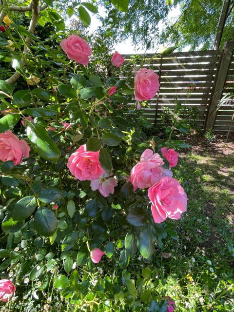 Rosehaven On Rosebud - Accommodation Nelson Bay 1