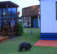 BIG4 Kelso Sands Holiday  Native Wildlife Park - Accommodation Nelson Bay