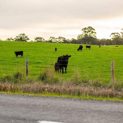 The Old Farm Cottage, Mount Torrens - Nelsons Bay Accommodation 2