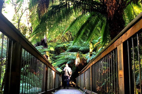 Small-Group Great Ocean Road And Twelve Apostles Full-Day Tour - Accommodation Nelson Bay 1