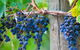 Mornington Peninsula Tour Inc Chairlift,beach Boxes,lunch,choc Tasting And More - thumb 4