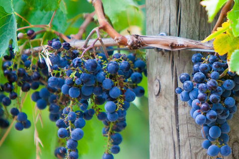 Mornington Peninsula Tour Inc Chairlift,beach Boxes,lunch,choc Tasting And More - Accommodation Nelson Bay 4