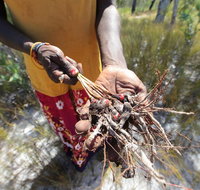 Gay-Wu Woman's 5 Day Yolngu Homeland Tour - Accommodation Nelson Bay