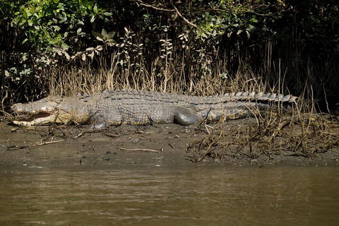 5-Day Best Of Cairns With Daintree, Kuranda, And Great Barrier Reef - Accommodation Nelson Bay 5