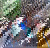 Cairns 4WD Waterfall and Rainforest Tour Including Kuranda Scenic Railway - Accommodation Nelson Bay