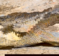 4-Day Cairns Ultimate Combo Daintree Rainforest Reef Kuranda  Paronella Park - Accommodation Nelson Bay