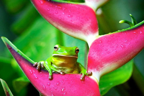 Cape Tribulation, Mossman Gorge, And Daintree Rainforest Premium Day Tour - Accommodation Nelson Bay 0