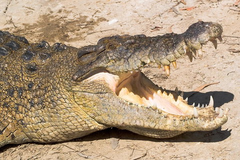 Cape Tribulation, Mossman Gorge, And Daintree Rainforest Premium Day Tour - Accommodation Nelson Bay 1