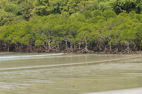 Cape Tribulation, Mossman Gorge, And Daintree Rainforest Premium Day Tour - Accommodation Nelson Bay 4