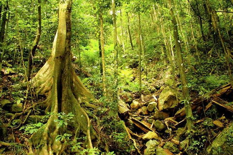 Barron Gorge And Kuranda National Park Half Day Rainforest And Waterfall 4WD Tour From Cairns - Accommodation Nelson Bay 4