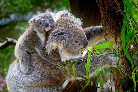 Private Two Day Great Ocean Road Tour - Accommodation Nelson Bay 2