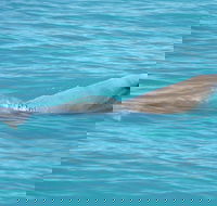Snubfin Dolphin Eco Cruise from Broome - Accommodation Nelson Bay