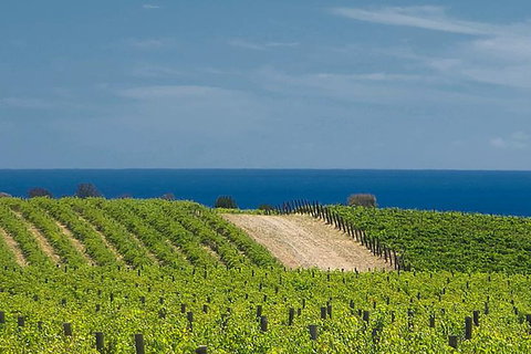 McLaren Vale Winery Small Group Tour With Wine Tasting And Lunch - Accommodation Nelson Bay 4