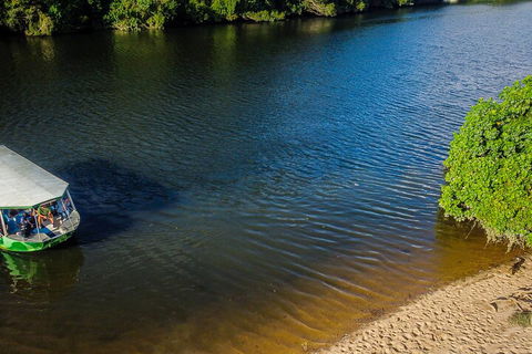 Afternoon Half-Day Daintree Rainforest And River Tour - Accommodation Nelson Bay 3