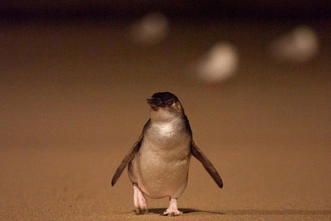 Phillip Island Medium Size Group Tour - Accommodation Nelson Bay 4
