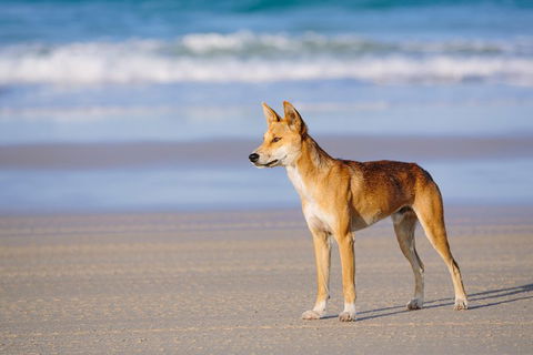 Fraser Island 4WD Tour From Rainbow Beach - Accommodation Nelson Bay 2