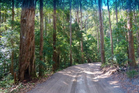 Fraser Island 4WD Tour From Rainbow Beach - Accommodation Nelson Bay 4