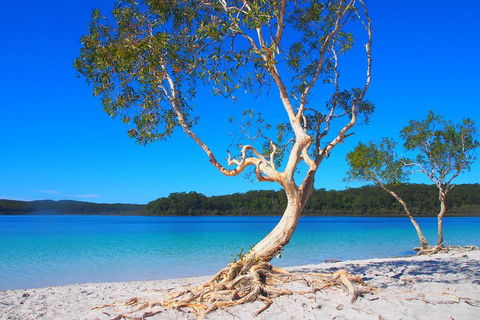Fraser Island 4WD Tour From Rainbow Beach - Accommodation Nelson Bay 5