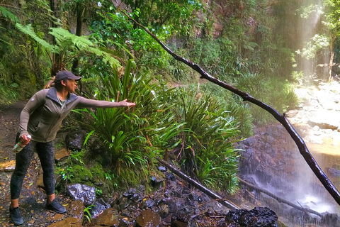 Rainforest & Waterfalls Extravaganza - Accommodation Nelson Bay 4