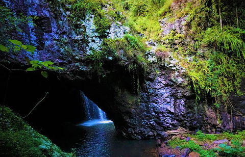 Rainforest & Waterfalls Extravaganza - Accommodation Nelson Bay 5