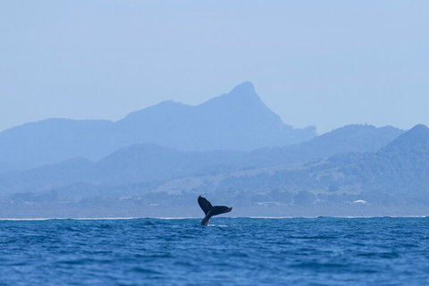 The Byron Bay Sea Kayak Tour - Accommodation Nelson Bay 0