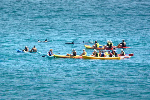 The Byron Bay Sea Kayak Tour - Accommodation Nelson Bay 1