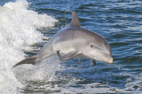 Noosa Oceanrider Scenic Dolphin Safari - Accommodation Nelson Bay 0