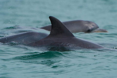 Noosa Oceanrider Scenic Dolphin Safari - Accommodation Nelson Bay 1