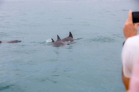 Noosa Oceanrider Scenic Dolphin Safari - Accommodation Nelson Bay 2