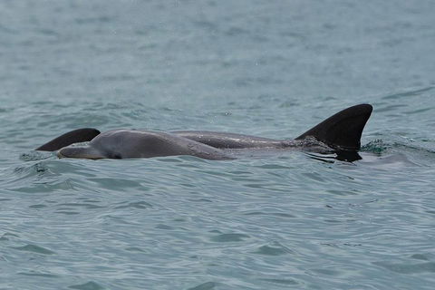 Noosa Oceanrider Scenic Dolphin Safari - Accommodation Nelson Bay 3