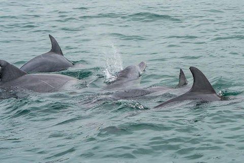 Noosa Oceanrider Scenic Dolphin Safari - Accommodation Nelson Bay 5