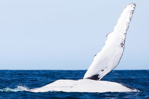2-Hour Guided Whale Watching Tour At Noosa - Accommodation Nelson Bay 0
