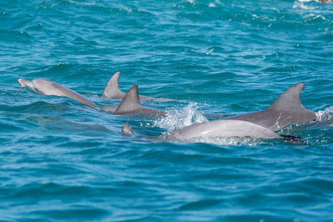 2-Hour Guided Whale Watching Tour At Noosa - Accommodation Nelson Bay 2