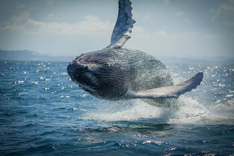 2-Hour Guided Whale Watching Tour At Noosa - Accommodation Nelson Bay 3