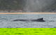 2-Hour Guided Whale Watching Tour At Noosa - thumb 5